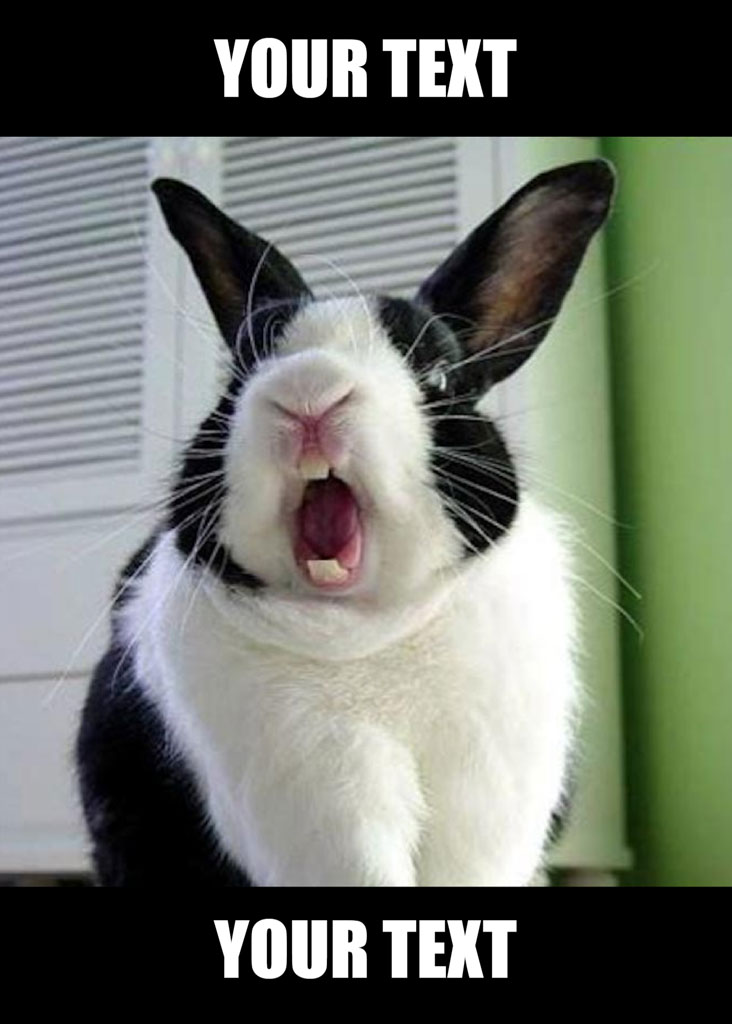 A black and white rabbit with its mouth open, appearing to shout, in front of a window with white blinds and a green wall.