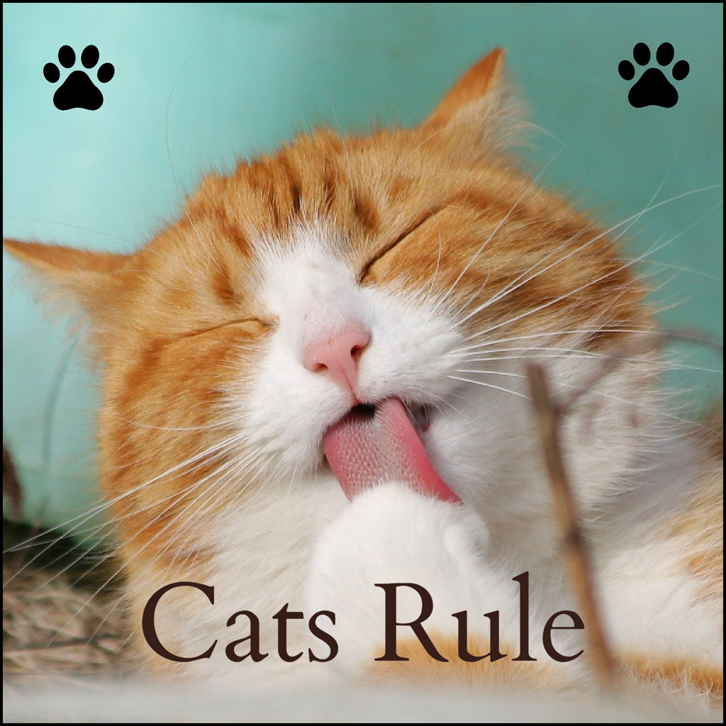 Orange and white cat licking its nose with eyes closed