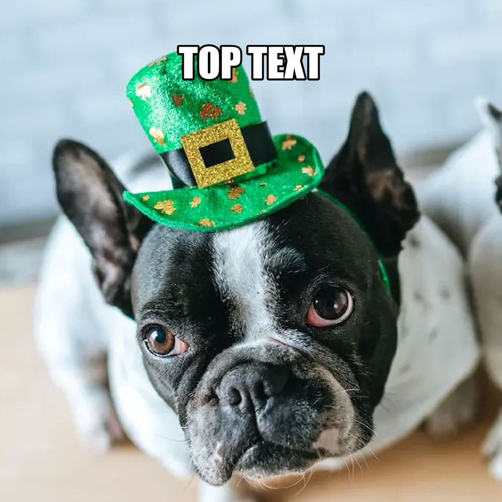 Black and white dog wearing a green St. Patrick's Day hat