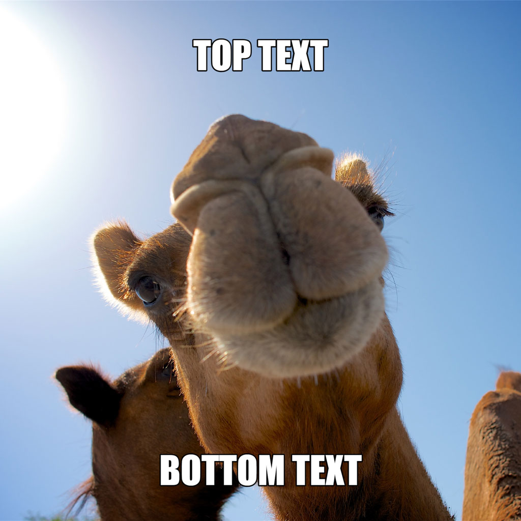 A camel's face with 'TOP TEXT' and 'BOTTOM TEXT' overlaid on the image.