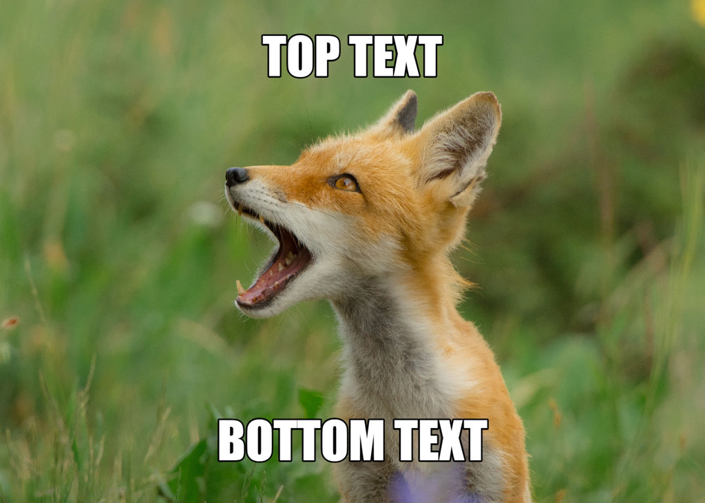 A laughing fox with top and bottom text overlay