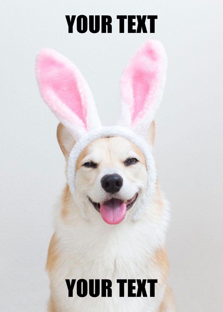 A corgi with bunny ears on its head, smiling with its tongue out.