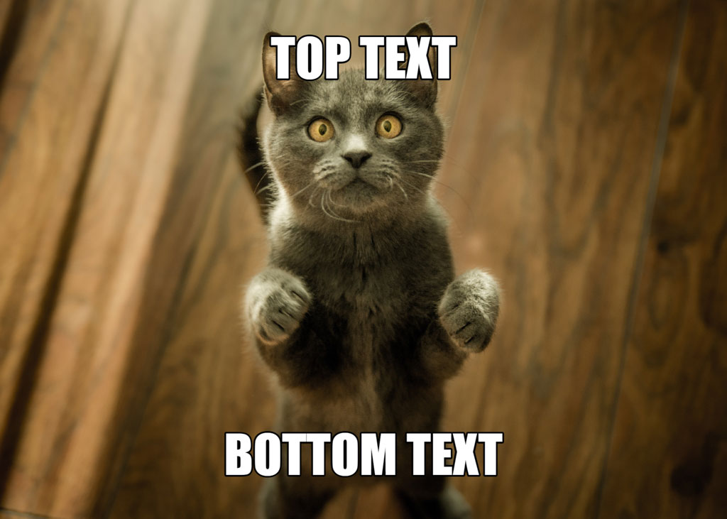 Grey cat standing on hind legs with 'TOP TEXT' and 'BOTTOM TEXT' captions.