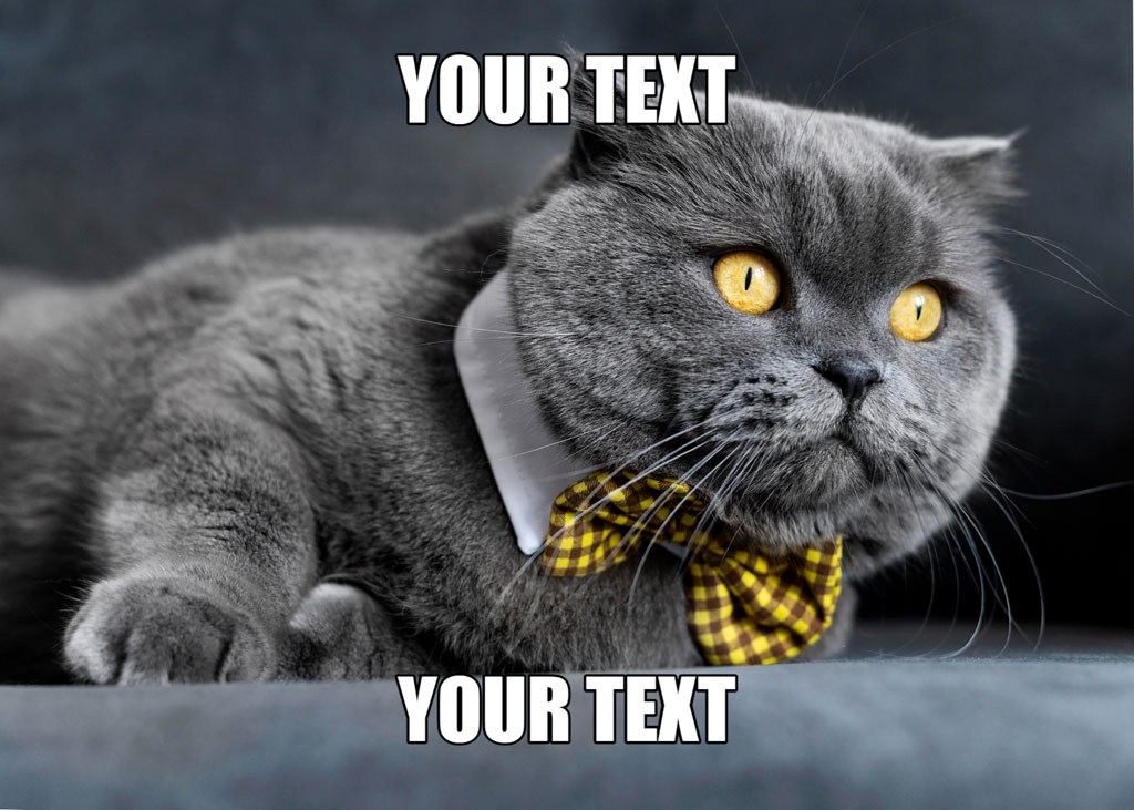 Grey cat with yellow eyes and checkered bow tie