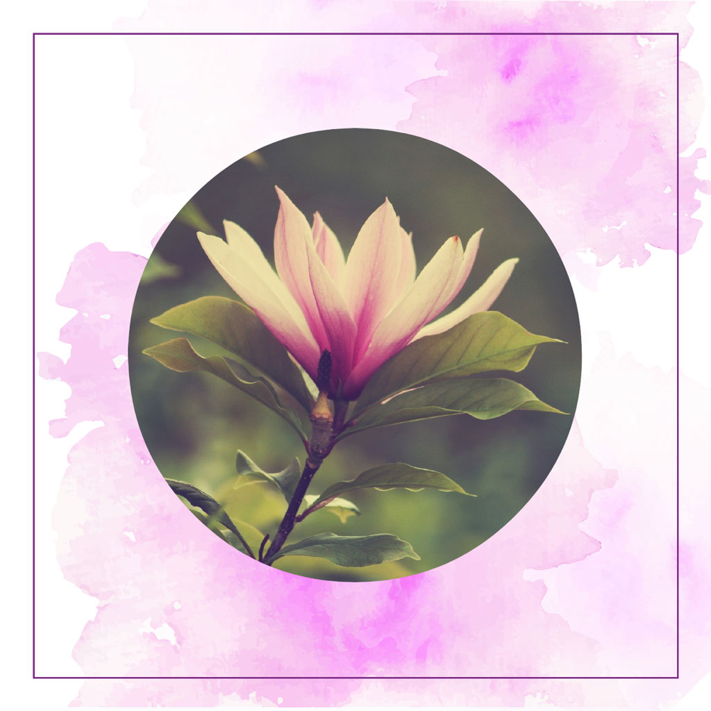 A magnolia flower with pink and white petals