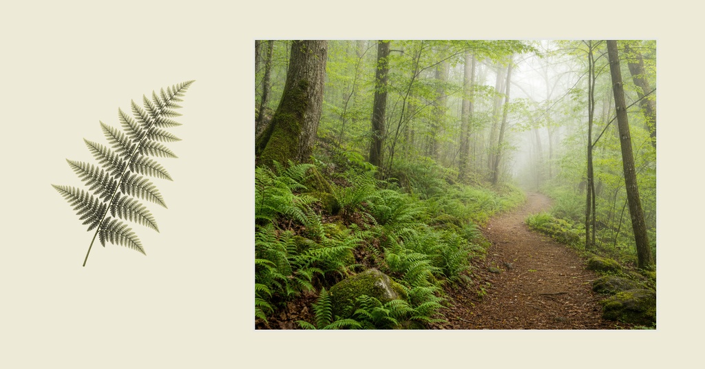 A misty forest trail with green ferns and a fern leaf on a beige background.