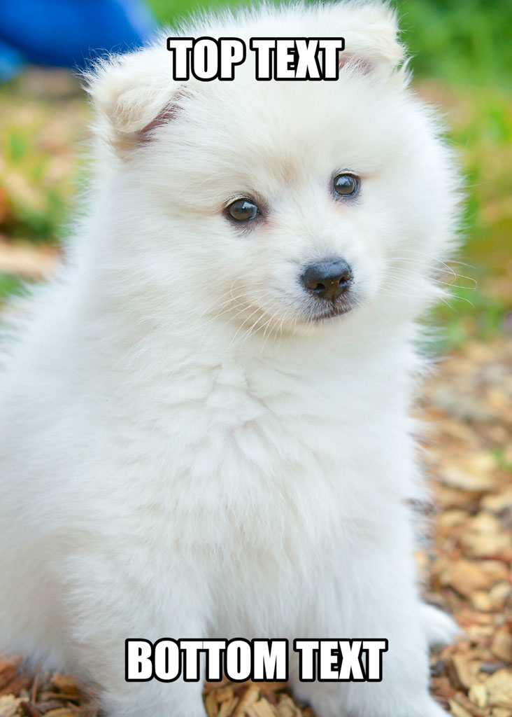 White puppy sitting on wood chips with top and bottom text overlay