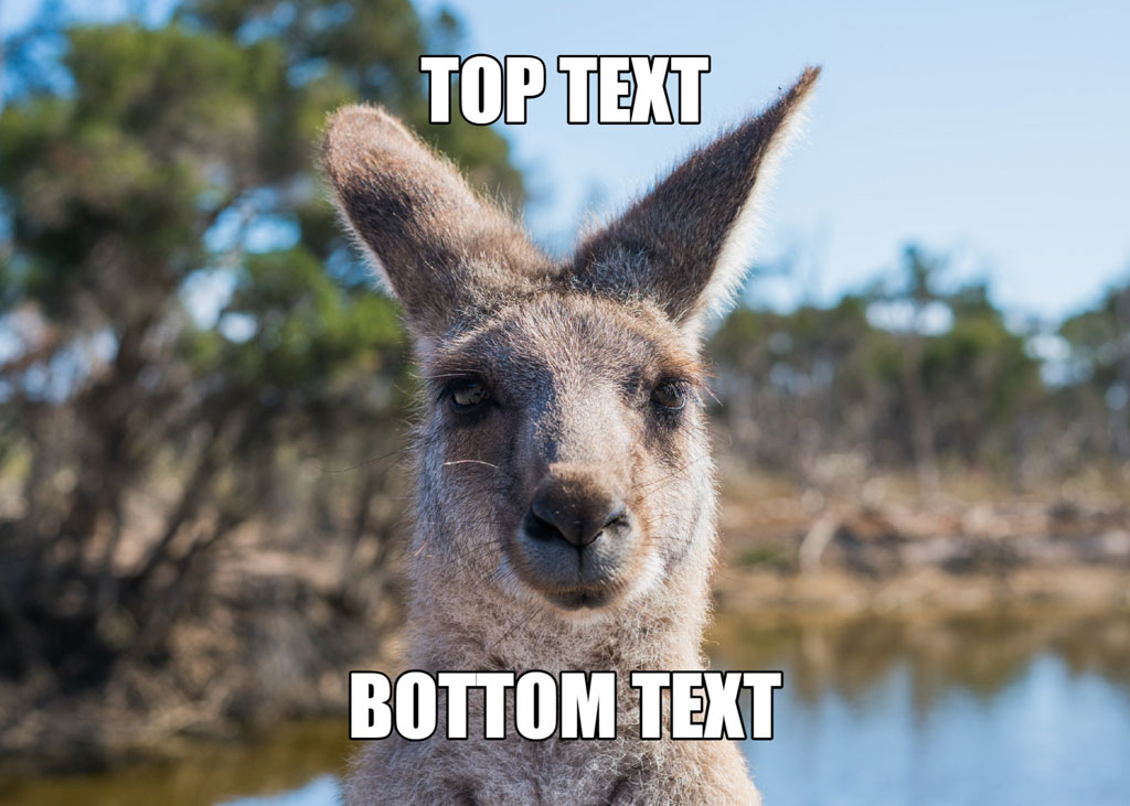 A kangaroo with a smug expression and text overlay for meme creation