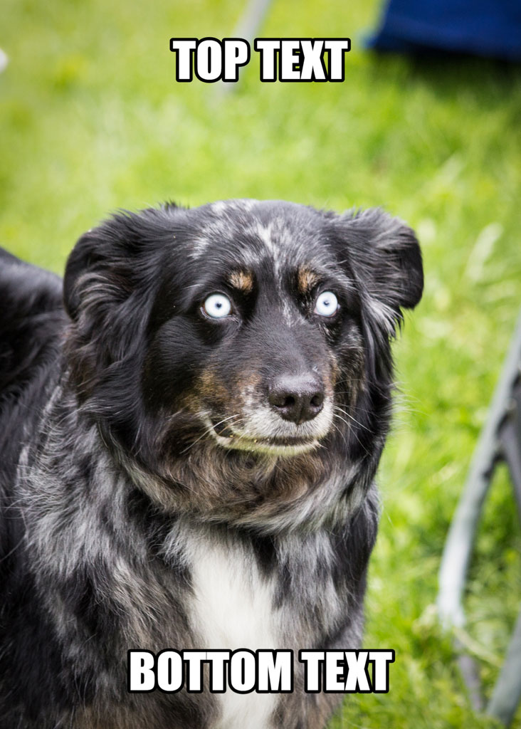 A black and white dog with a grassy background and top and bottom text overlay.