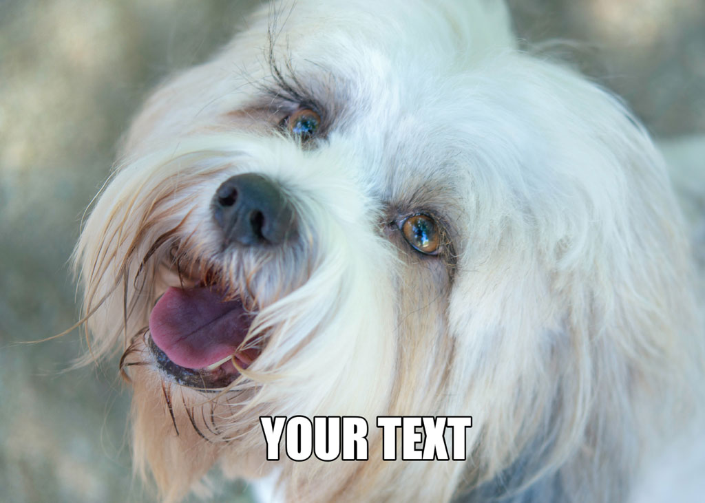A white dog with its tongue out, looking happy and friendly.