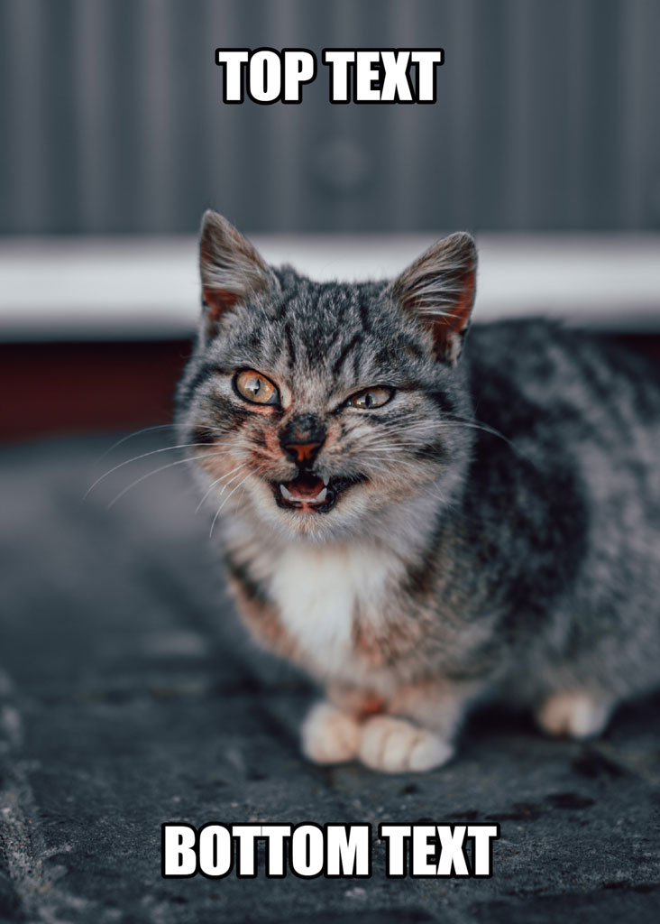 Image of a grey tabby cat with an angry expression