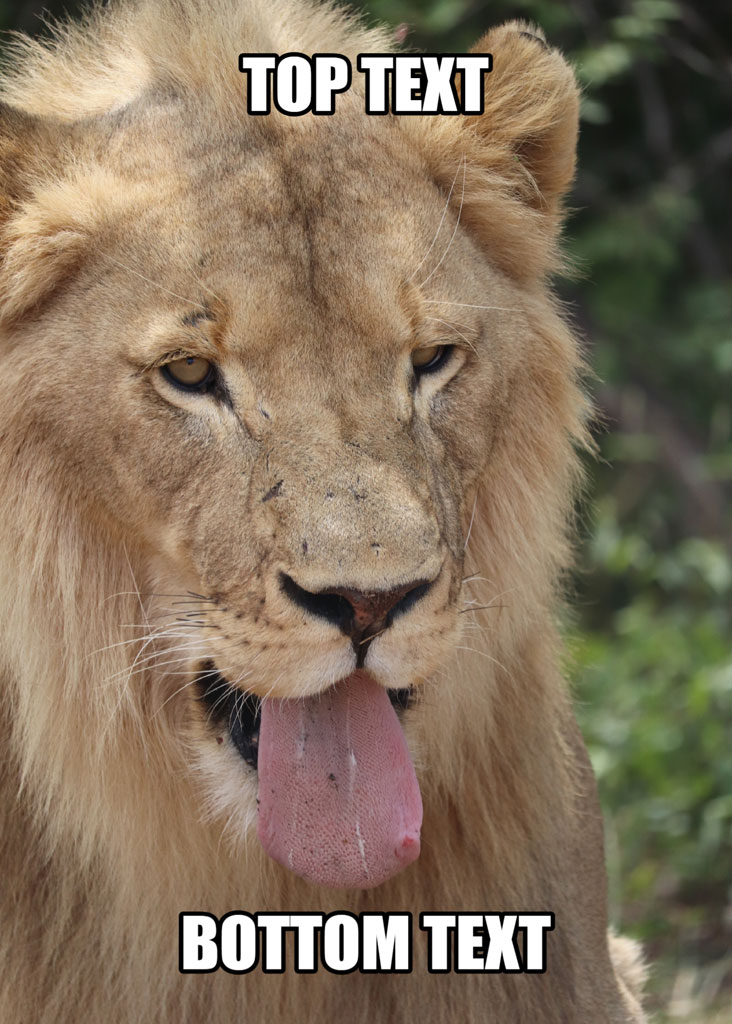 A lion with its tongue out, used as a meme template with top and bottom text.