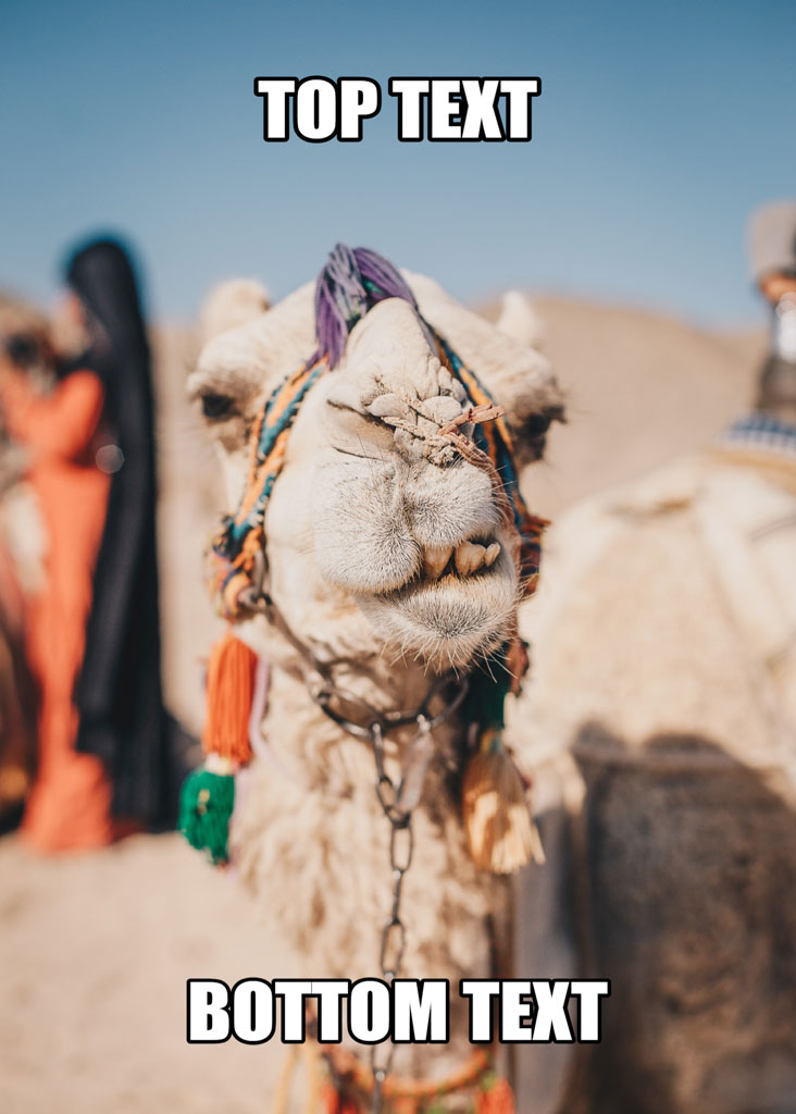 A camel in the desert with colorful decorations and text overlay