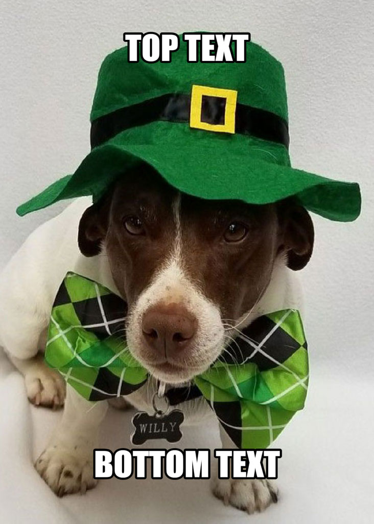 Dog wearing green hat and bow tie with 'TOP TEXT' and 'BOTTOM TEXT' labels