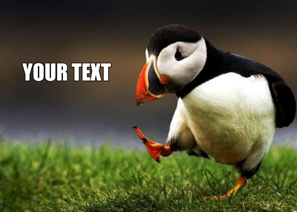 Puffin standing on grass