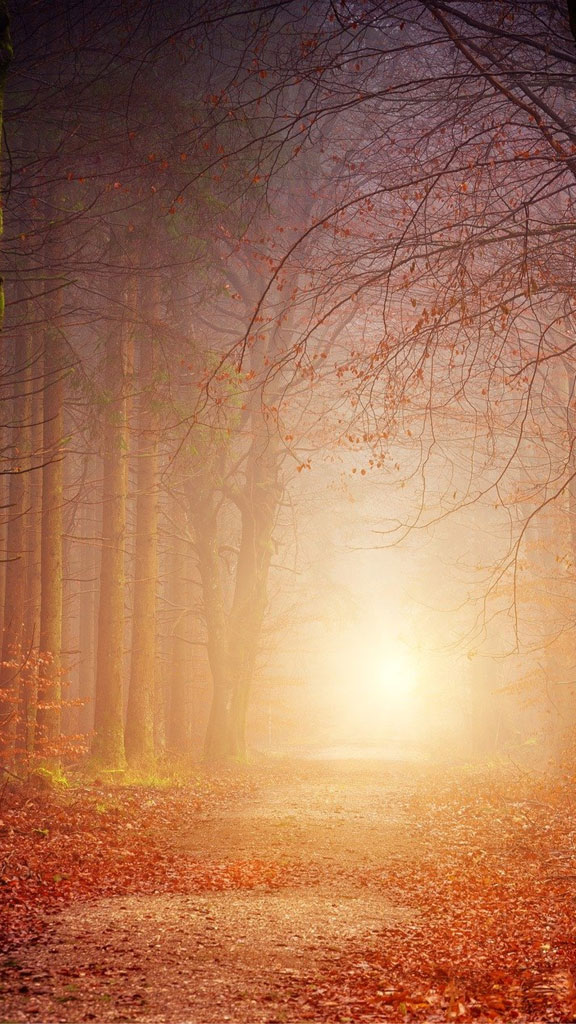 A misty autumn forest with a path leading to a sunrise.