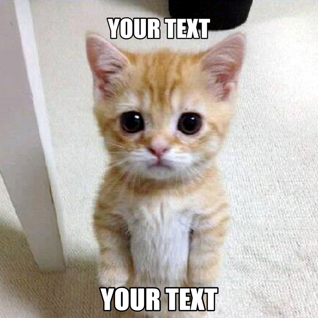 Orange kitten sitting on a white carpet with large eyes and text overlay