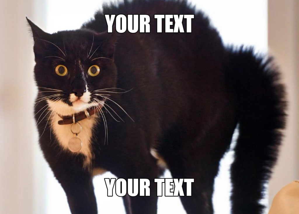 A black cat with white markings on its chest, looking directly at the camera with a curious expression.