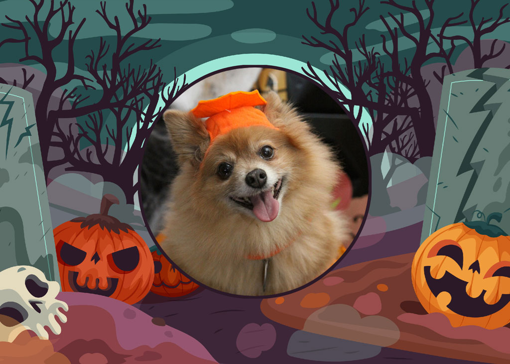 Pomeranian wearing orange Halloween hat and collar