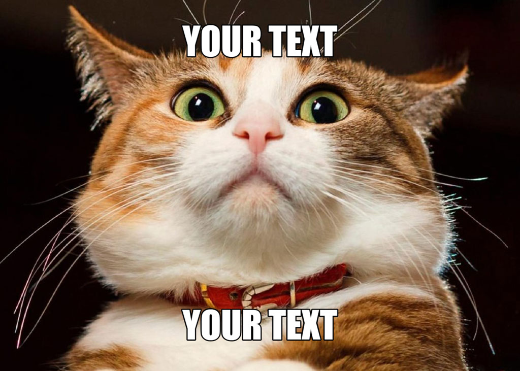 A curious orange and white cat with a red collar looking upwards with a surprised expression.