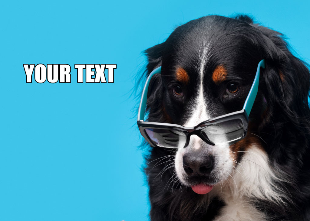 Dog wearing glasses on a blue background