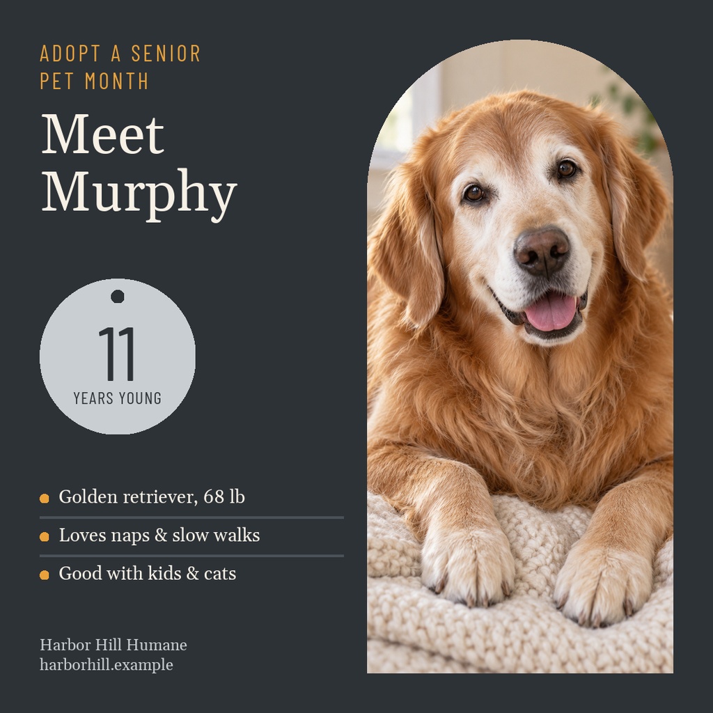 Preview for Gray Muzzle Adoption Month Square Post Template