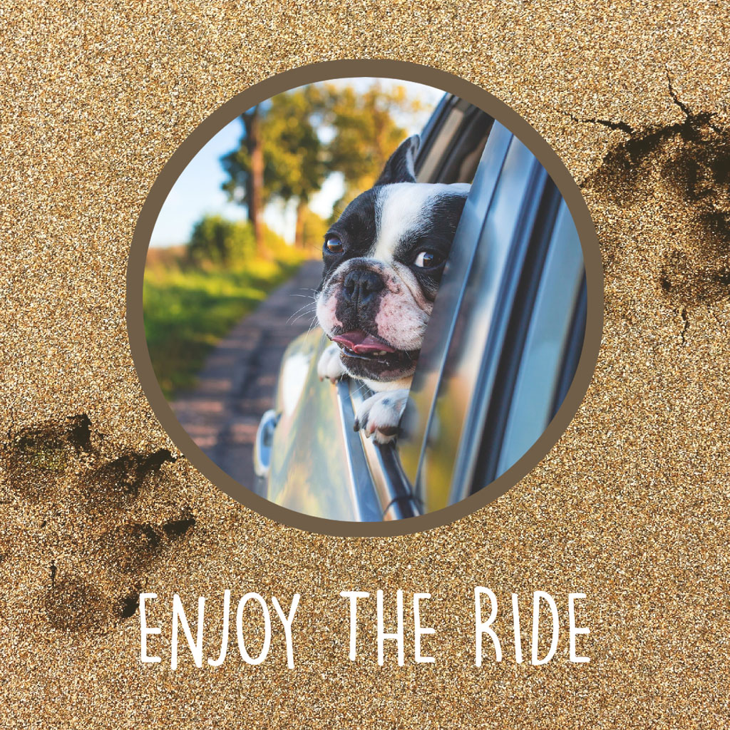 A black and white dog with its head out of a car window, tongue out, on a sandy road.