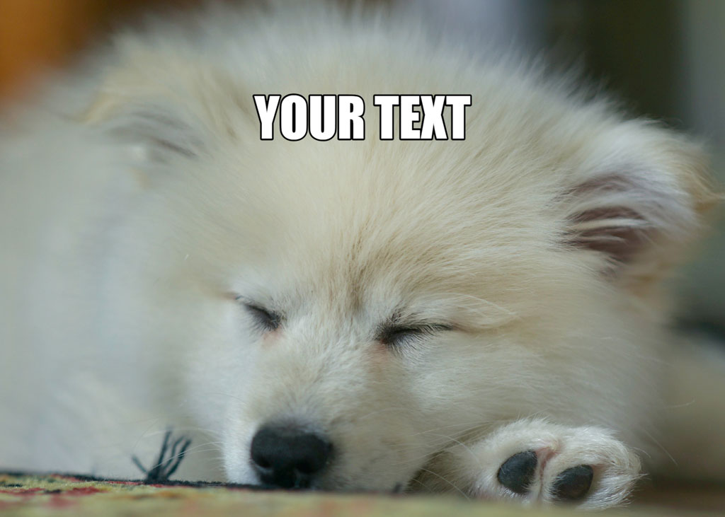 A white puppy sleeping with eyes closed and a customizable text overlay