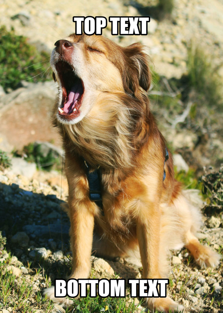 A golden dog sitting on rocky ground with its mouth open as if laughing, captioned with 'TOP TEXT' and 'BOTTOM TEXT'.