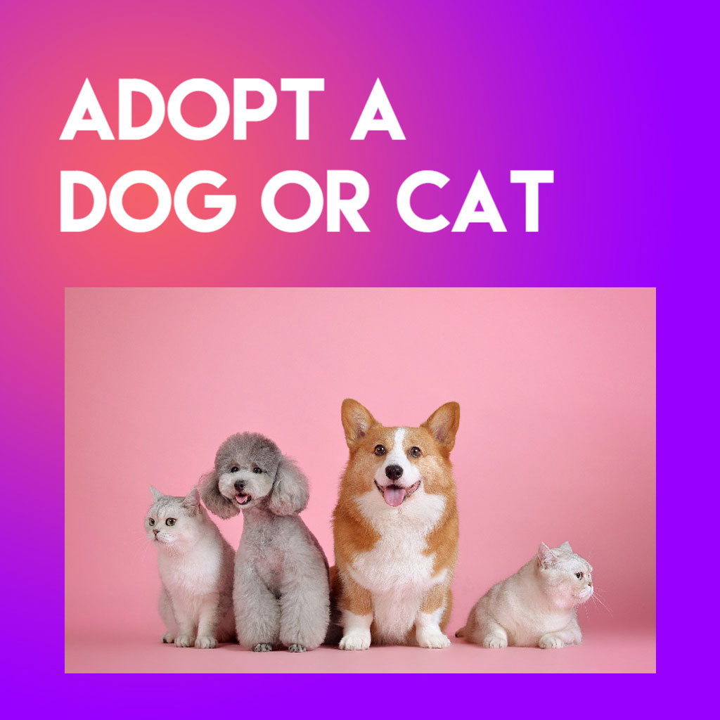 Adopt a dog or cat - a dog and three cats
