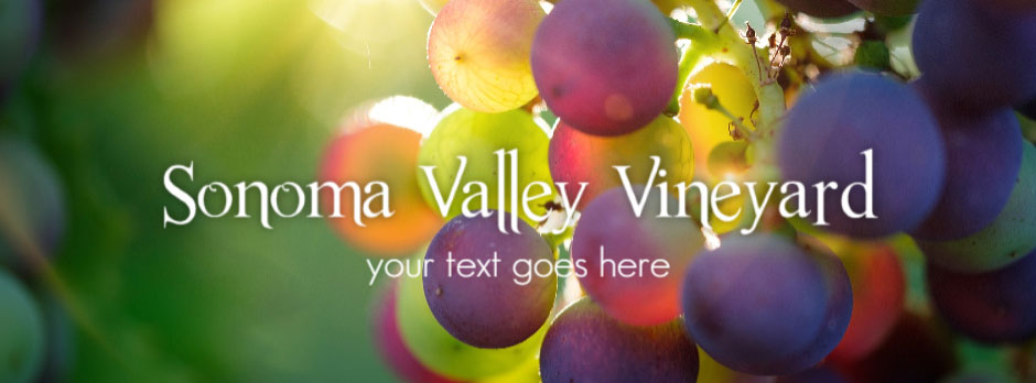 Sonoma Valley Vineyard grapes