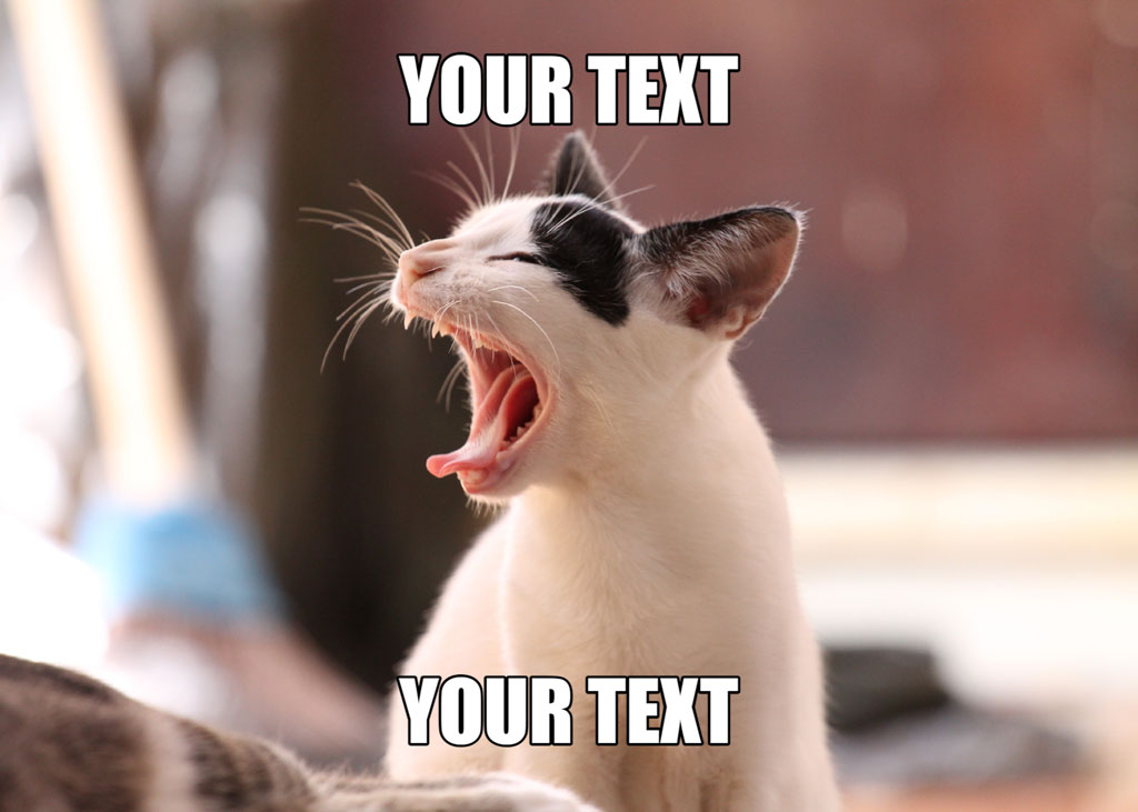 A white cat with black patches around its eyes and ears is yawning with its mouth open.