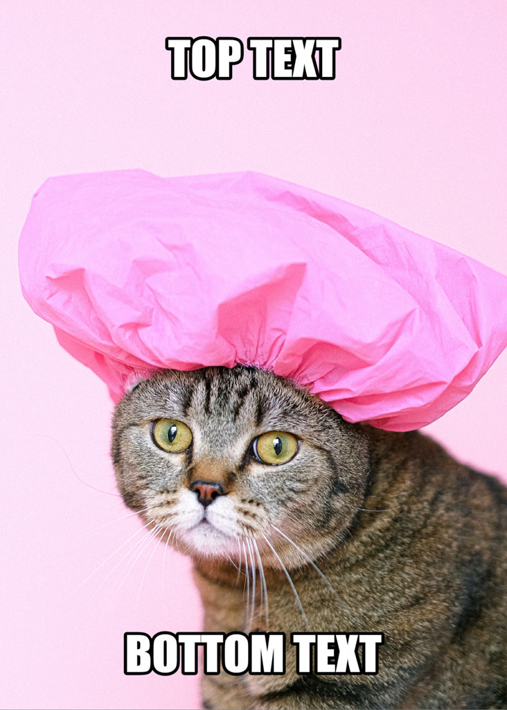 A tabby cat wearing a pink shower cap with 'TOP TEXT' and 'BOTTOM TEXT' labels.