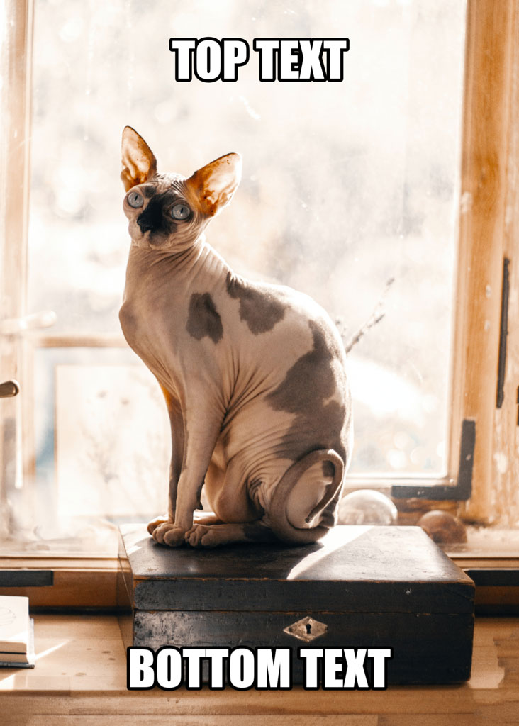 Sphynx cat sitting on a black box near a window