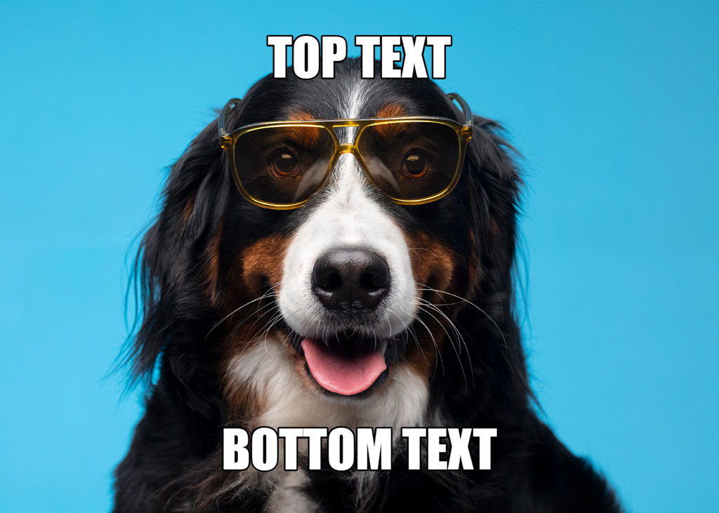 A Bernese Mountain dog wearing sunglasses with top and bottom text overlay