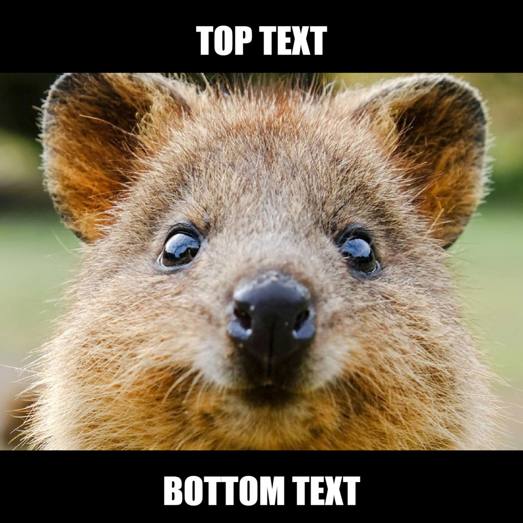 A close-up image of a quokka's face with a blurred green background and text overlay areas for custom captions.