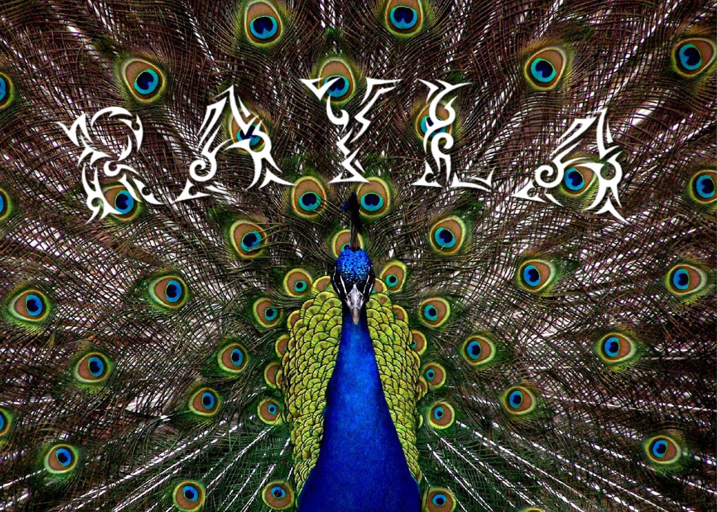 A peacock with its tail feathers spread wide, revealing a vibrant display of blue, green, and gold.