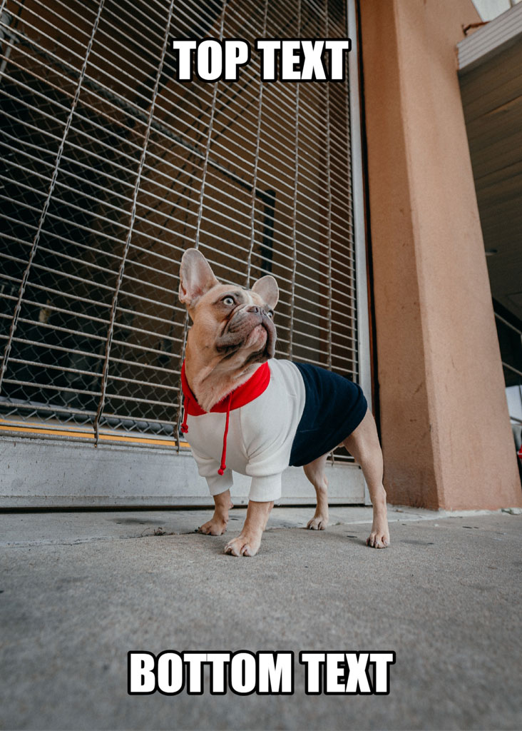 A French Bulldog wearing a stylish outfit stands in front of a metal gate.