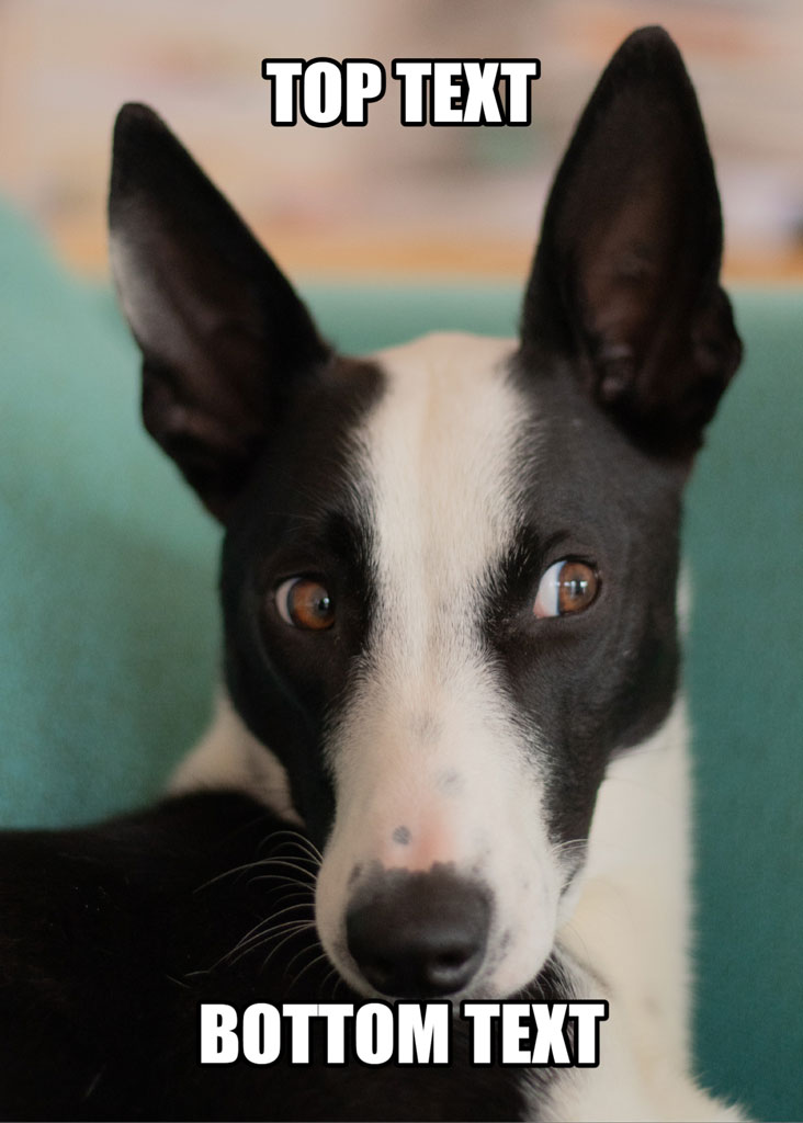 A black and white dog with large ears and a curious expression
