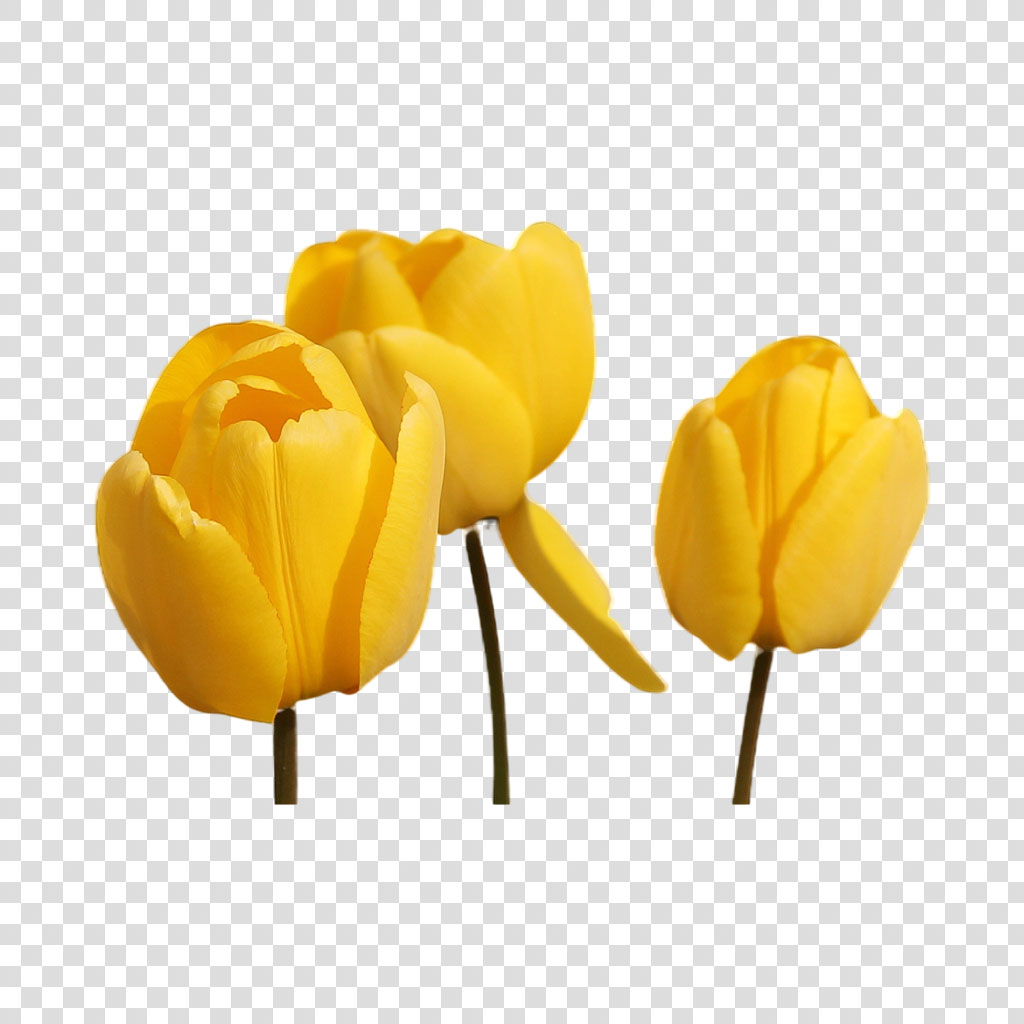 Three yellow tulips on a black background
