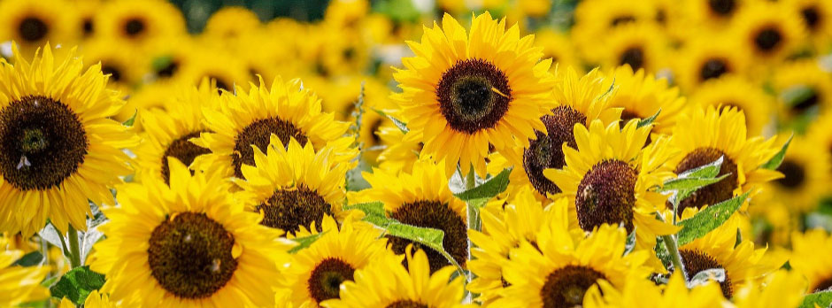A field of sunflowers with bright yellow petals and dark centers