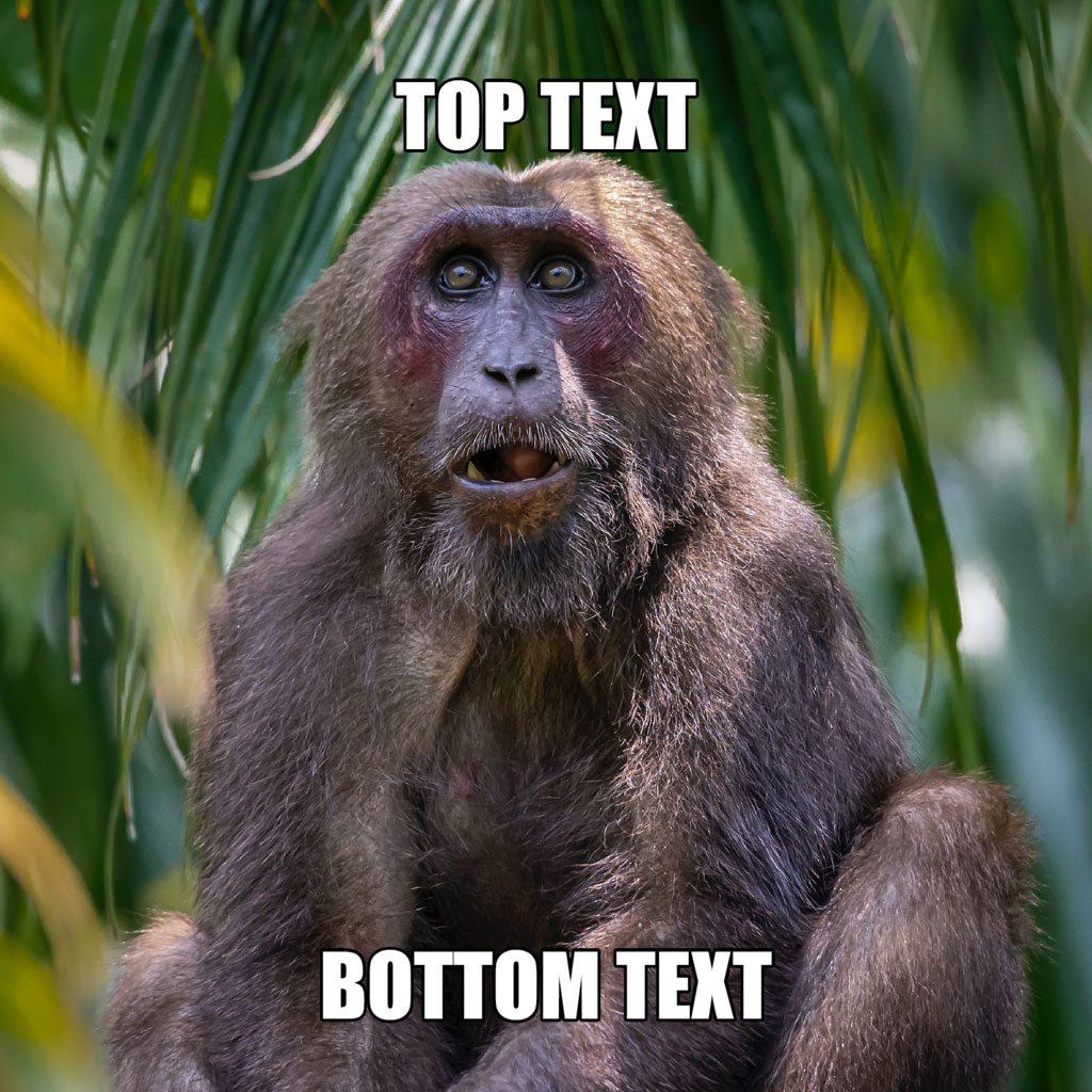A monkey sitting with 'TOP TEXT' above and 'BOTTOM TEXT' below.