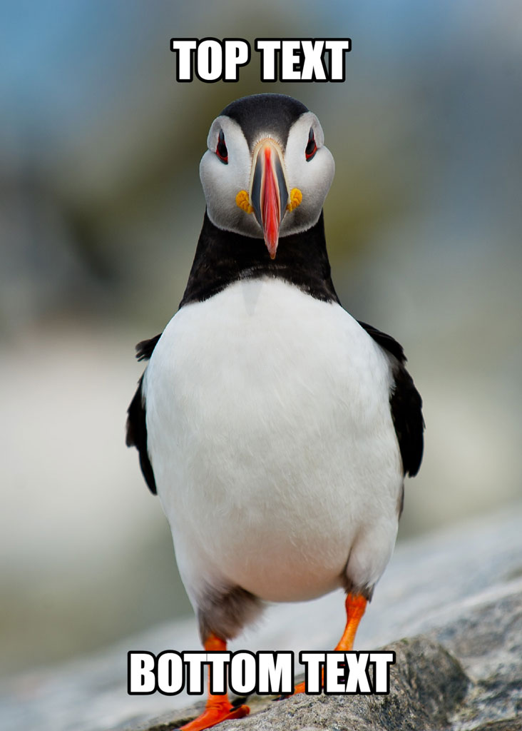 A puffin standing on a rock with top and bottom text overlay