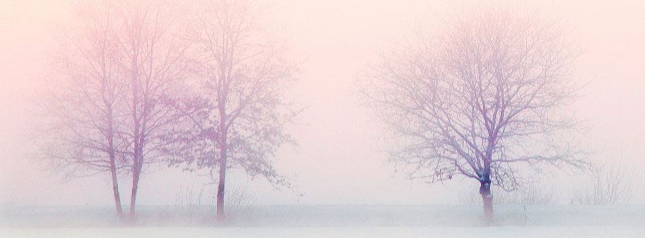Bare trees standing in a misty field with a pinkish background