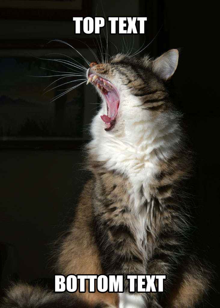 A cat with its mouth open, appearing to yawn, with top and bottom text placeholders.