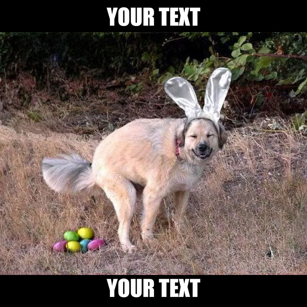 Dog in bunny ears with Easter eggs