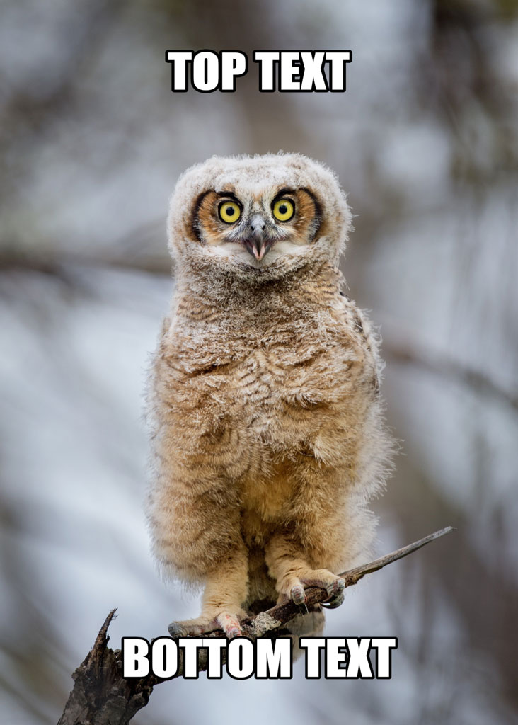 Owl meme template with top and bottom text