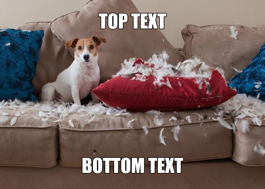 Jack Russell Terrier sitting amidst destroyed red pillow on beige couch