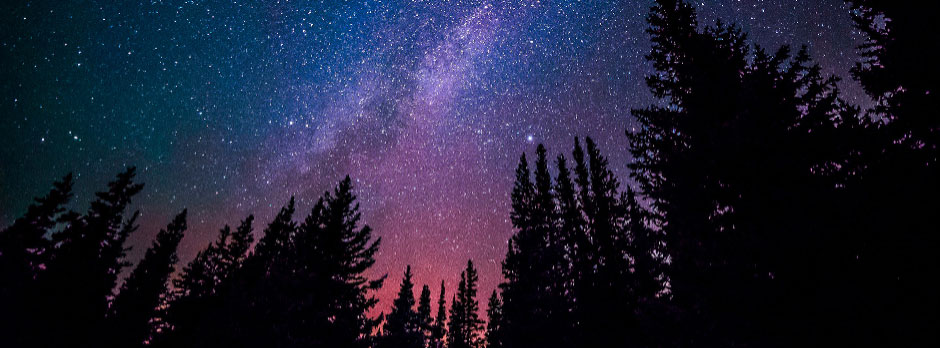 Milky Way visible above silhouetted pine trees at night