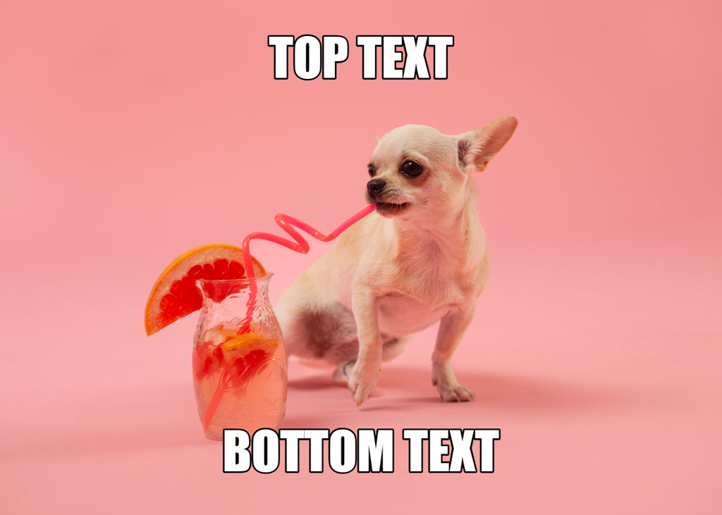 A white chihuahua drinking from a straw in a glass with a pink cocktail and orange slice